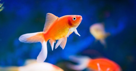 Newsletter To-Do List Even a Goldfish Can Concentrate on